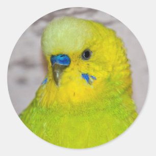 Adesivo de Periquito Amarelo