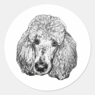 Adesivo de Rosto de Poodle – Arte Realista em Pret