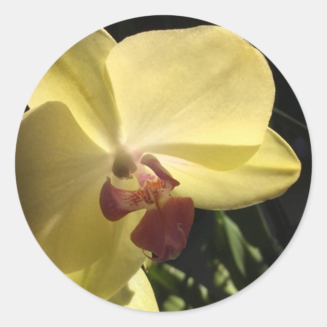 Adesivo de Selagem de Envelope de Orquídea Amarela (Frente)