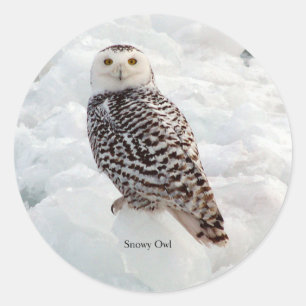 Adesivo de Snowy Owl