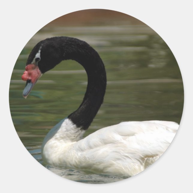 Adesivo de Swan Preto e Branco (Frente)