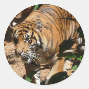 Adesivo de Tigre