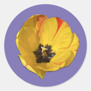 Adesivo de Tulipa Aberta Amarela e Vermelha