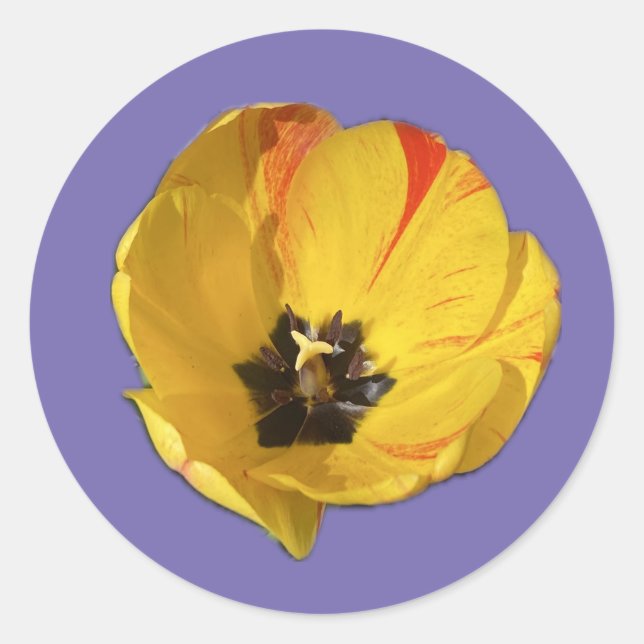 Adesivo de Tulipa Aberta Amarela e Vermelha (Frente)