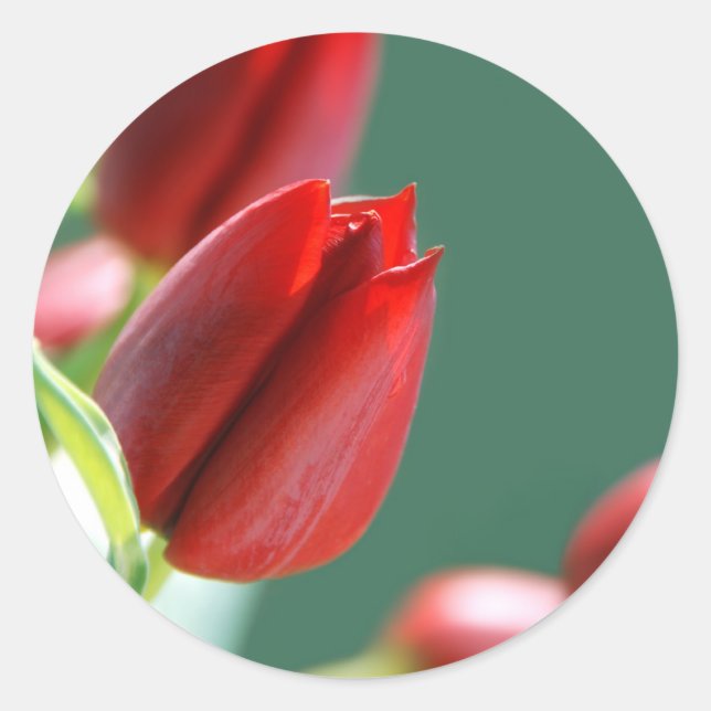 Adesivo de Tulipas (Frente)