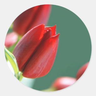 Adesivo de Tulipas