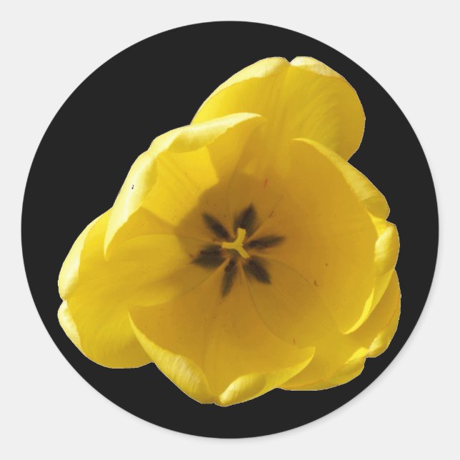 Adesivo de Tulipas Amarelo (Frente)