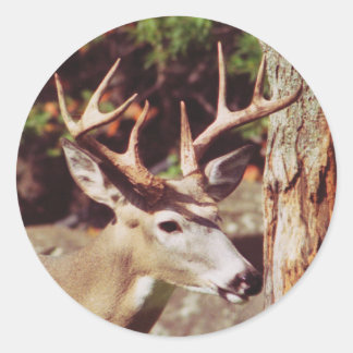 Adesivo de veado branco (Buck)