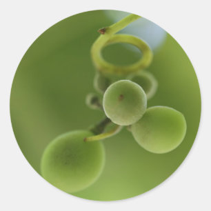 Adesivo de Videira de Uvas Verdes Ricas e Elegante