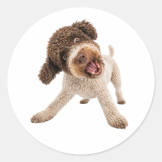 Adesivo de Vinil de Cachorro Curly Lagotto Romagno