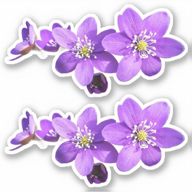 Adesivo de Vinil de Flores de Hepática Anêmona Rox (Frente)