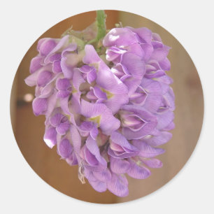 adesivo de Wisteria Americana (Wisteria frutescens
