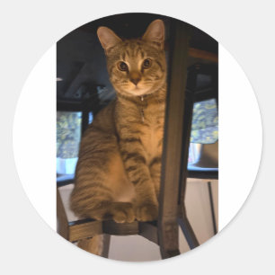 Adesivo Debaixo da Mesa — O Looko Favorito do Gato Malhado
