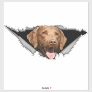 Adesivo Decal de recuperação do compartimento de chesapeak