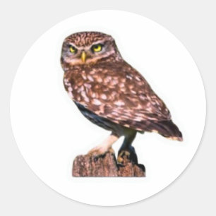Adesivo Decal detalhado de Coruja-grande - Wilderness Natu