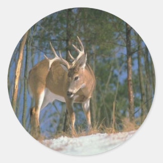 Adesivo Deer Buck