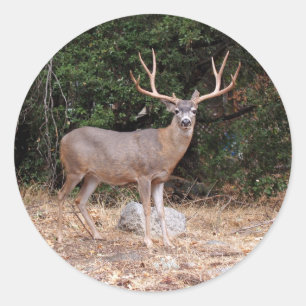 Adesivo Deer Round Sticker