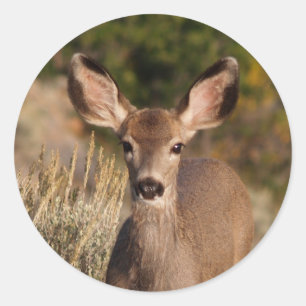Adesivo Deer Round Sticker
