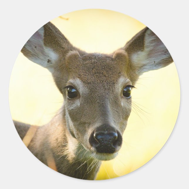 Adesivo Deer Young Buck, de cauda branca (Frente)