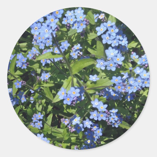 Adesivo Delicar Blue Forget-Me-Not Photo Stickers (Frente)