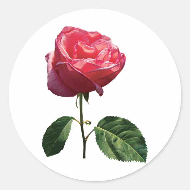 Adesivo Delicar Rosebud Rosa (Frente)