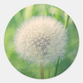 Adesivo Dente-de-leão na vegetação com luz suave de verão