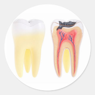 Adesivo Dentes Anatomia