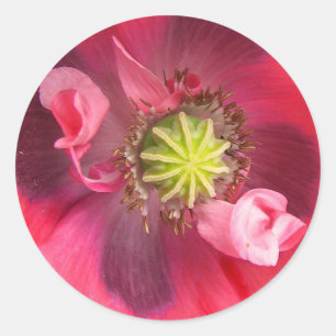 Adesivo Dentro da papeira