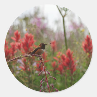 Adesivo Descansar Hummingbird