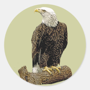 Adesivo Desenho da águia americana