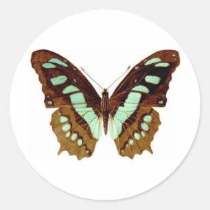 Adesivo Desenho da borboleta de Swallowtail