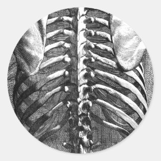 Adesivo Desenho da coluna vertebral e ribagem
