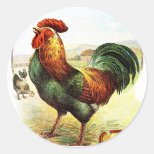 Adesivo Desenho do vintage: O galo