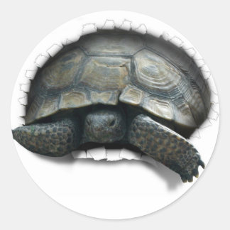 ADESIVO DESERT TURTLE, VINDO A YA