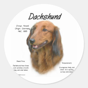 Adesivo Design de História de Dachshund (longhair)