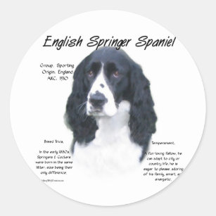 Adesivo Design de História do Inglês Springer Spaniel (pre