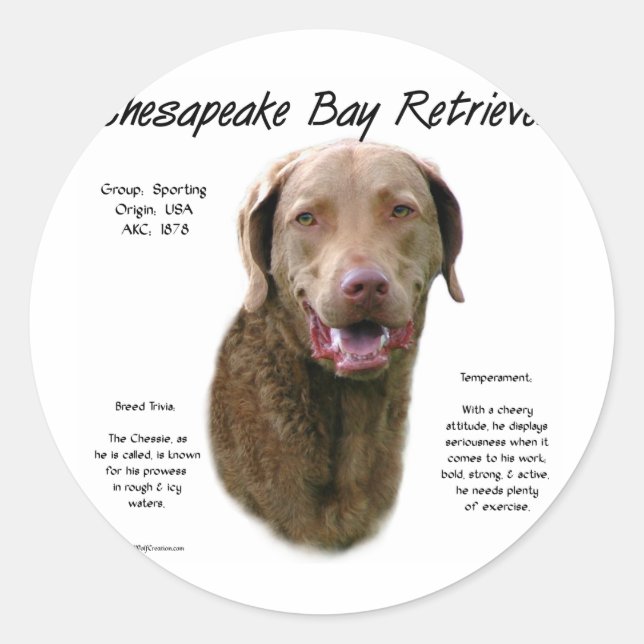Adesivo Design de Histórico do Retriever da Baía de Chesap (Frente)