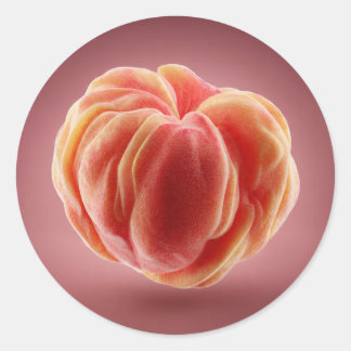Adesivo Design de rótulo impressível premium com textura d