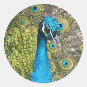 Adesivo Design o seu próprio círculo personalizado de au