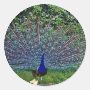 Adesivo Destino colorido do indiano da arte do pavão do