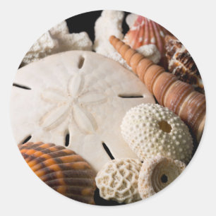 Adesivo Detalhe De Conchas Do Mar De Todo O Mundo