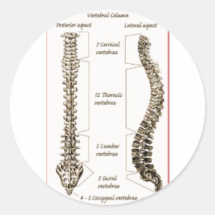 Adesivo Detalhes da coluna Sepia2