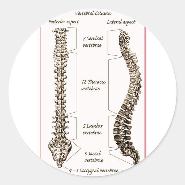 Adesivo Detalhes da coluna Sepia2 (Frente)