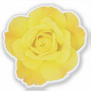 Adesivo Dia de Amizade Rosa Amarela Casamentos Florais
