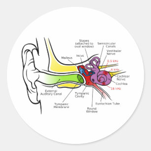 Adesivo Diagrama auricular Humano com Mapeamento de Frequê