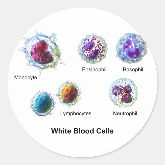 Adesivo Diagrama das células brancas do sangue Leucócitos (Frente)