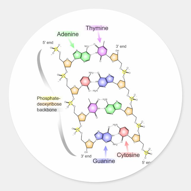 Adesivo Diagrama detalhado da estrutura química do ADN (Frente)