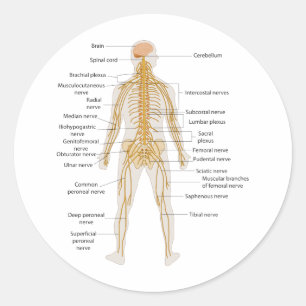 Adesivo Diagrama do sistema nervoso de corpo humano
