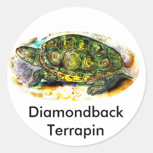 Adesivo diamondback Terrapin Turtle da JungleWalk.Com