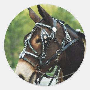 Adesivo dias de multa